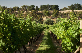 wineyard winery sunbury australia vineyard