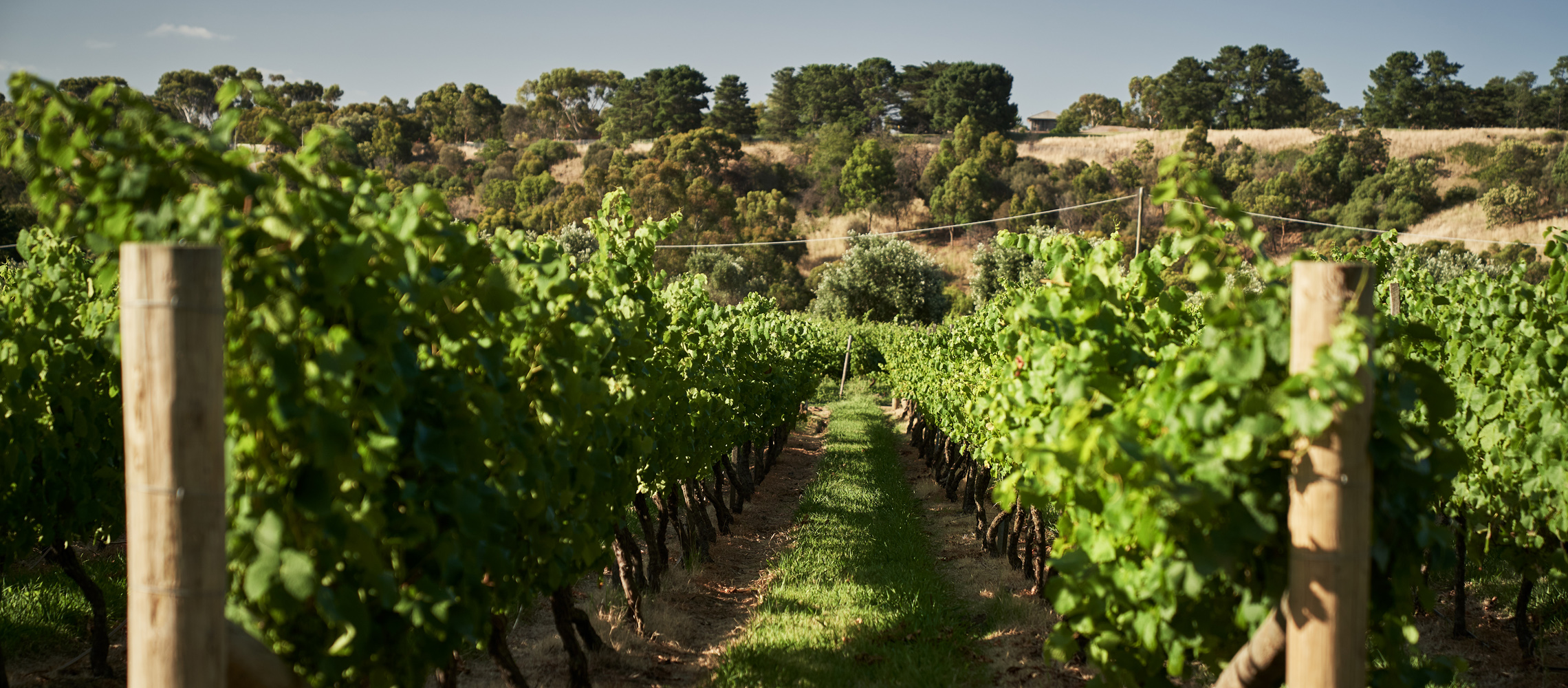 wineyard winery sunbury australia vineyard